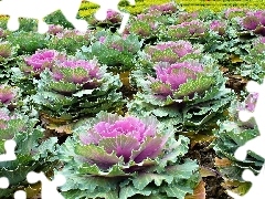 cabbage, Violet, fancy