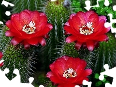flourishing, Cactus