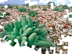 Cactus, Stones, low