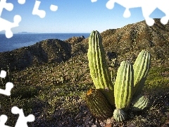 Cactus, Mountains, sea