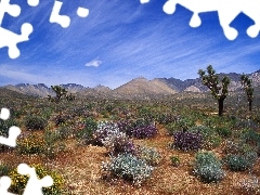 California, Desert, Bloom