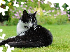 grass, black and white, cat