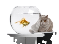 aquarium, Fish, cat, Orb
