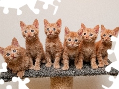 cats, six, Redheads