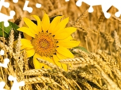 Sunflower, cereals