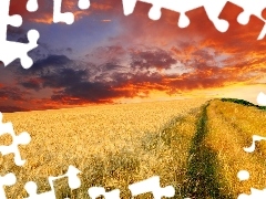 west, field, cereals, sun