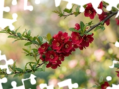 leaves, Chaenomeles, Red, Flowers, Twigs