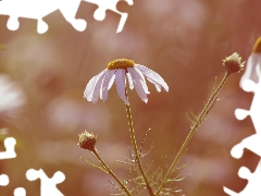 rapprochement, blurry background, chamomile, Buds, flower