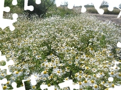 chamomile, Meadow, tracts