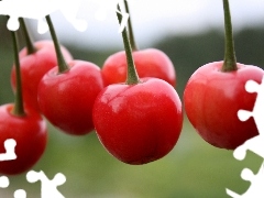 maturing, cherries