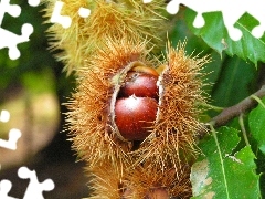 edible, chestnuts