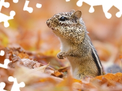 rodent, Autumn, Leaf, Chipmunk