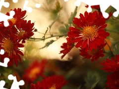 Chrysanthemums, Red, Flowers