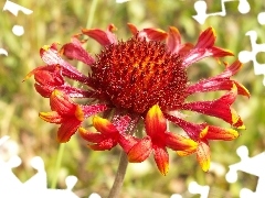 gaillardia aristata, Colourfull Flowers, Close