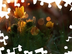 Flowers, spring, Close, Adonis