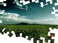 Meadow, papavers, clouds, grass