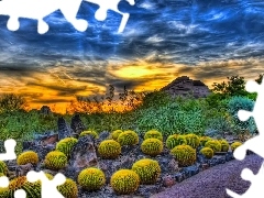 Great Sunsets, Cactus, clouds