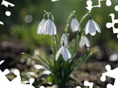 cluster, snowdrops, Flowers