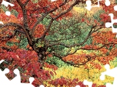 color, Leaf, trees, viewes, bent