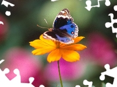 Colourfull Flowers, butterfly