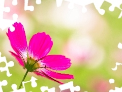 Cosmos, Pink, Colourfull Flowers