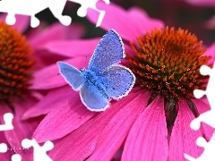 Dusky, echinacea, Colourfull Flowers, butterfly