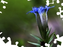 Gentian, blue, Colourfull Flowers