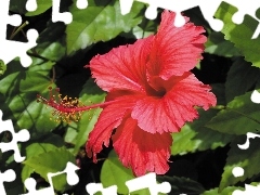 hibiscus, Red, Colourfull Flowers