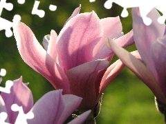 Colourfull Flowers, Magnolii