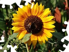 summer, Sunflower, Colourfull Flowers