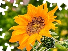 Colourfull Flowers, Sunflower