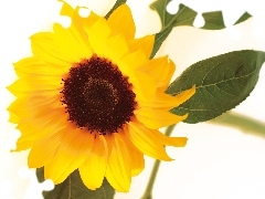 sunflower, Yellow, Colourfull Flowers