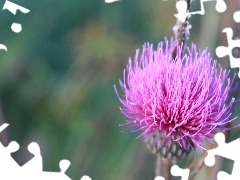 teasel, Pink, Colourfull Flowers