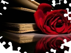 red hot, Books, composition, rose