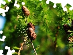 cones, twig, conifer