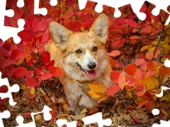 Red, Leaf, Welsh corgi pembroke, Bush, dog