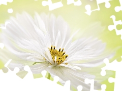 White, Cosmos, Close, Colourfull Flowers