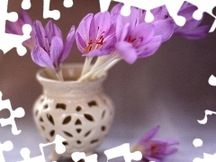 crocuses, vase, purple