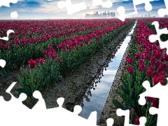 Red, Field, cultivation, Tulips
