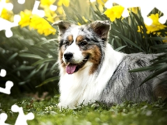 dog, Flowers, Daffodils, Australian Shepherd