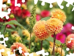 dahlias