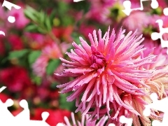 Pink, dahlias