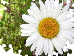 daisy, White, flakes