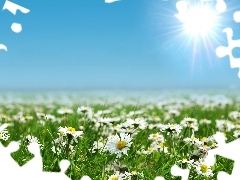 daisies, rays, sun