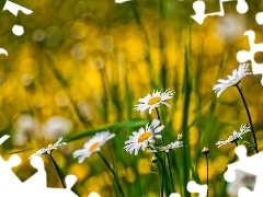 Flowers, daisy