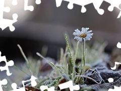 frozen, daisy