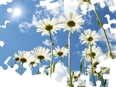 daisy, blue, Sky