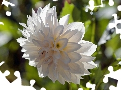 White, Dalia