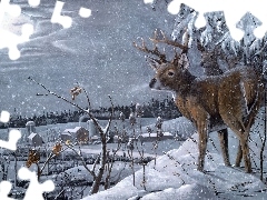 small, winter, David H. Bollman, fawn