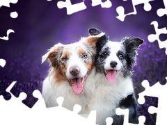 Border Collie, lavender, Dogs, Two cars, smiling